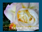 Transcendental Meditation Christchurch New Zealand